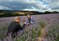 Axel Meyer und Martin Meiwes sind zufrieden mit dem ersten Lavendel 